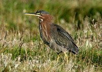 Green Heron Butorides striatus virescens