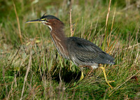 Green Heron Butorides striatus virescens