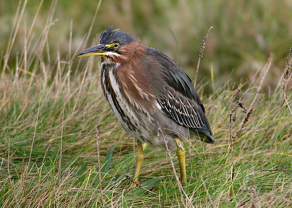 Green Heron Butorides striatus virescens