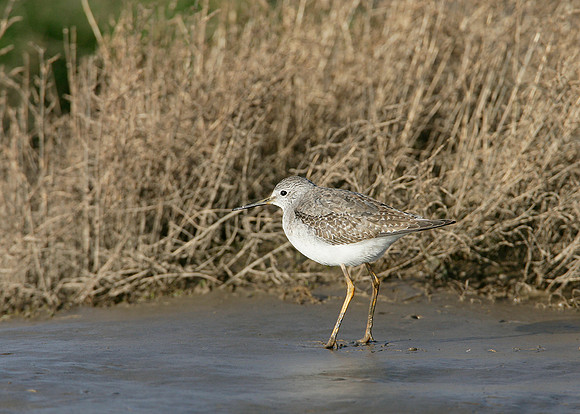 Lesser Yellowlegs Tringa flavipes