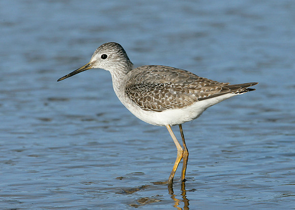 Lesser Yellowlegs Tringa flavipes