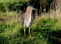 Green Heron Butorides striatus virescens