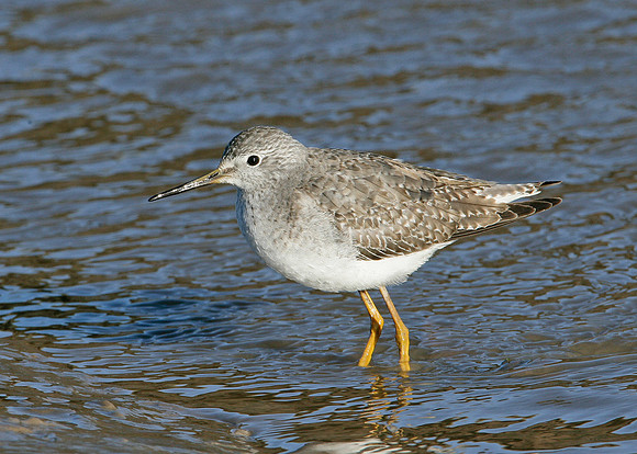 Lesser Yellowlegs Tringa flavipes