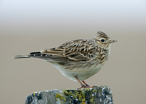 Skylark Alauda arvensis