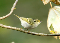 Pallas's Warbler Phylloscopus proregulus