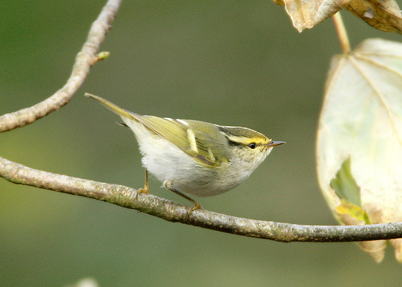 Pallas's Warbler Phylloscopus proregulus