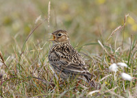 Skylark Alauda arvensis