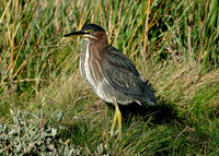 Green Heron Butorides striatus virescens