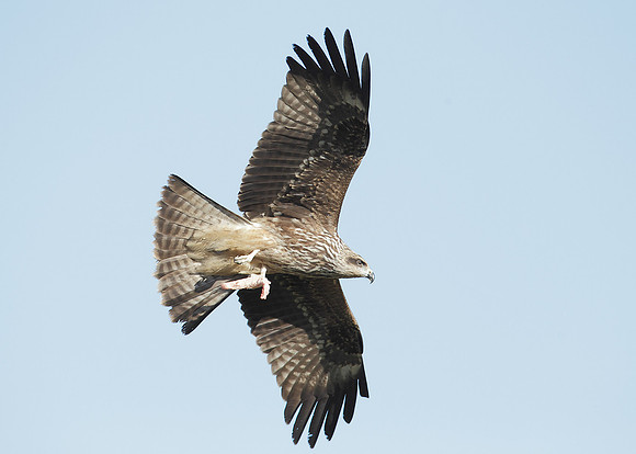 Black Kite Milvus migrans