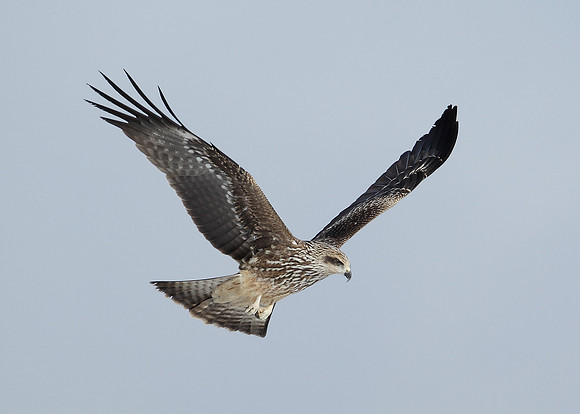 Black Kite Milvus migrans