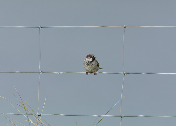 House Sparrow Passer domesticus