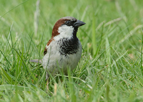 House Sparrow Passer domesticus