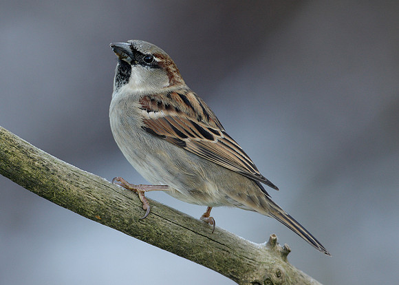 House Sparrow Passer domesticus