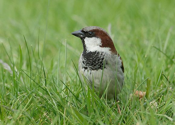 House Sparrow Passer domesticus