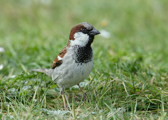House Sparrow Passer domesticus