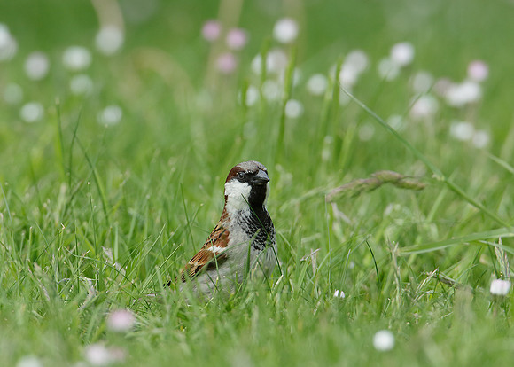 House Sparrow Passer domesticus