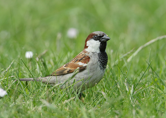 House Sparrow Passer domesticus