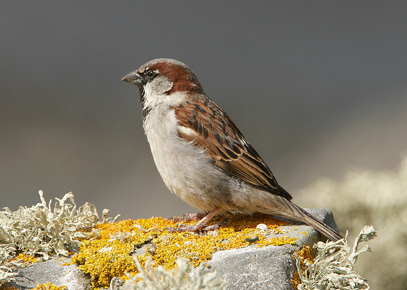 House Sparrow Passer domesticus