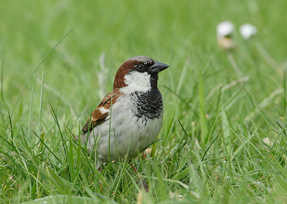 House Sparrow Passer domesticus