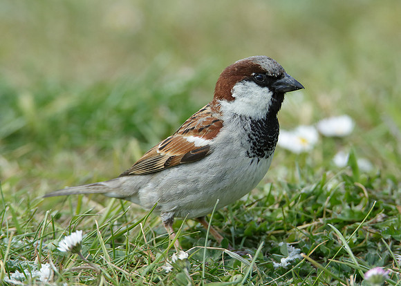 House Sparrow Passer domesticus
