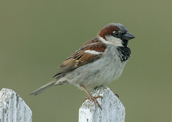 House Sparrow Passer domesticus