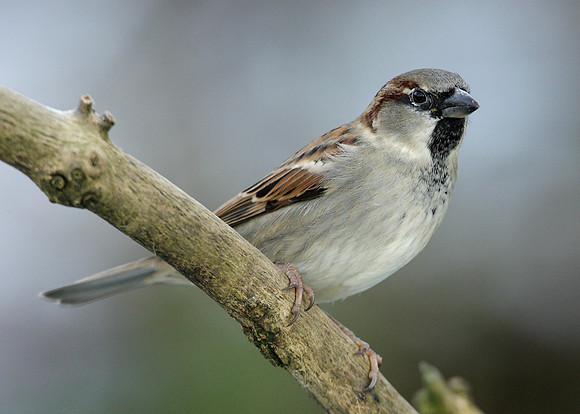 House Sparrow Passer domesticus