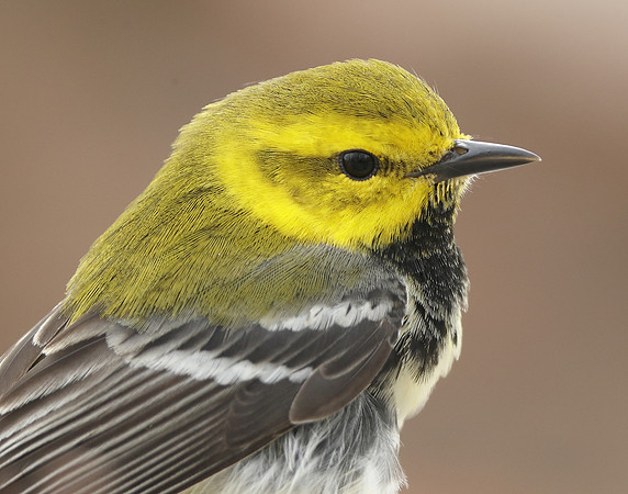 Black-throated Green Warbler Setophaga virens