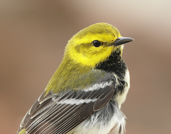 Black-throated Green Warbler Setophaga virens