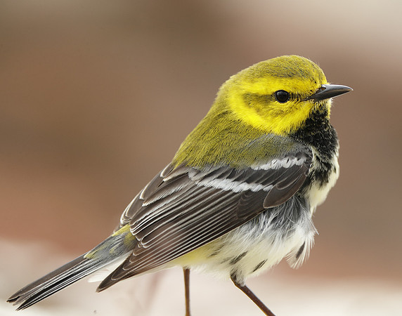 Black-throated Green Warbler Setophaga virens