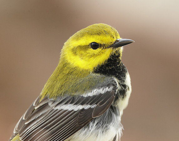 Black-throated Green Warbler Setophaga virens