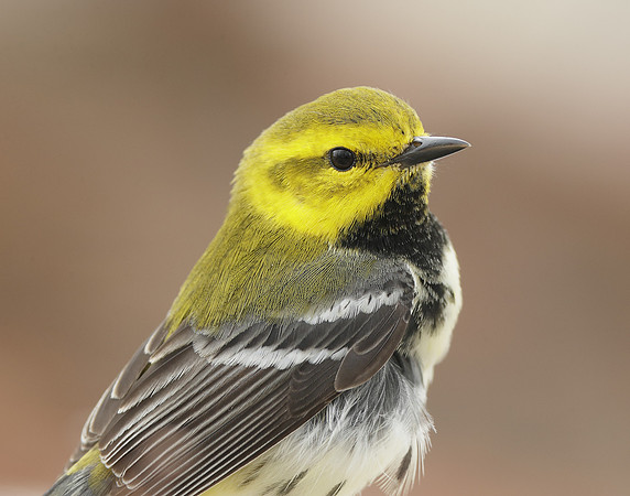 Black-throated Green Warbler Setophaga virens