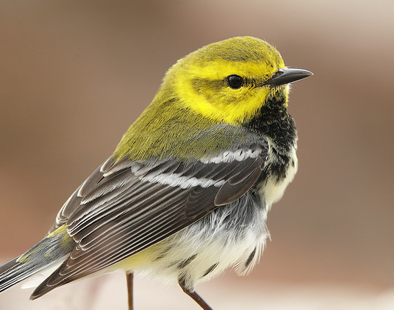 Black-throated Green Warbler Setophaga virens