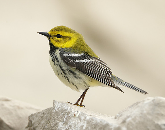 Black-throated Green Warbler Setophaga virens