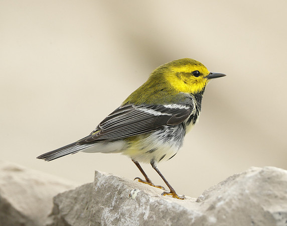 Black-throated Green Warbler Setophaga virens