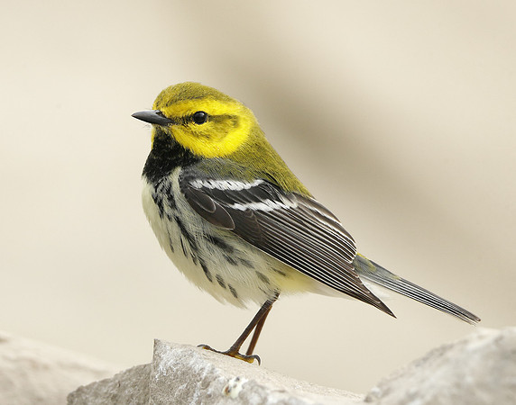 Black-throated Green Warbler Setophaga virens