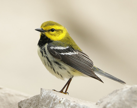 Black-throated Green Warbler Setophaga virens