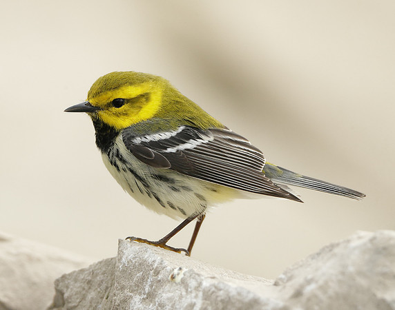 Black-throated Green Warbler Setophaga virens