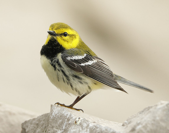 Black-throated Green Warbler Setophaga virens