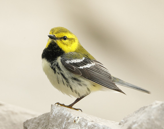Black-throated Green Warbler Setophaga virens