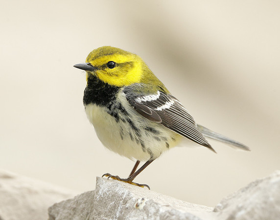 Black-throated Green Warbler Setophaga virens