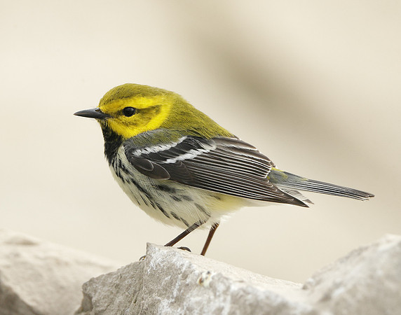 Black-throated Green Warbler Setophaga virens
