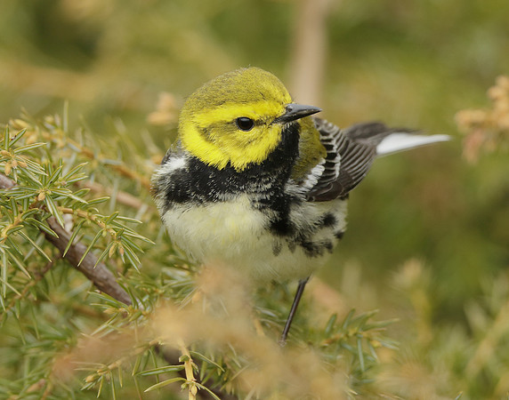 Black-throated Green Warbler Setophaga virens