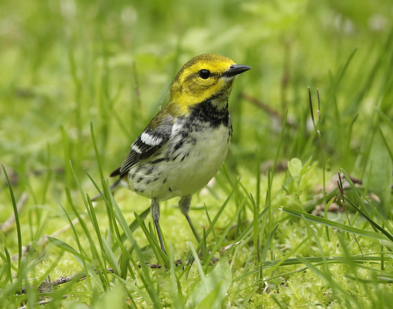 Black-throated Green Warbler Setophaga virens