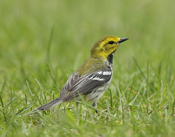 Black-throated Green Warbler Setophaga virens
