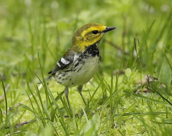 Black-throated Green Warbler Setophaga virens
