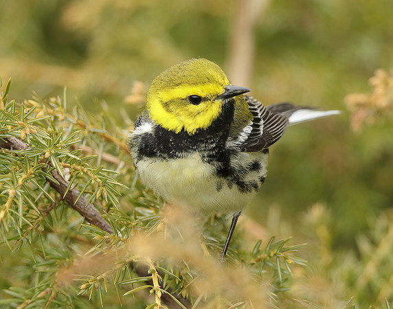 Black-throated Green Warbler Setophaga virens