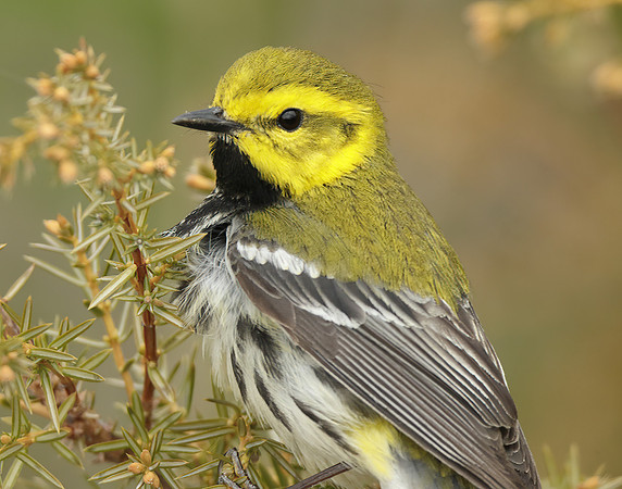 Black-throated Green Warbler Setophaga virens