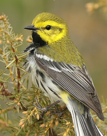 Black-throated Green Warbler Setophaga virens