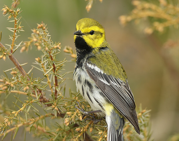 Black-throated Green Warbler Setophaga virens
