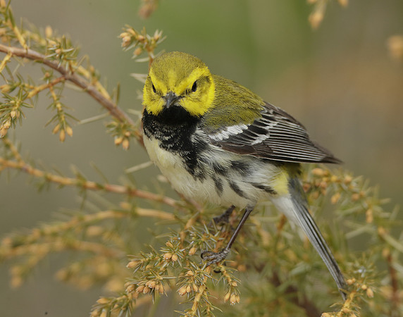 Black-throated Green Warbler Setophaga virens